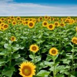 Ecobiz Sunflowers
